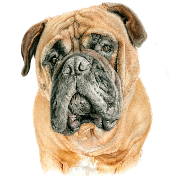 Bull Mastiff - "Mojo" a Colored Pencil Pet Portrait Print