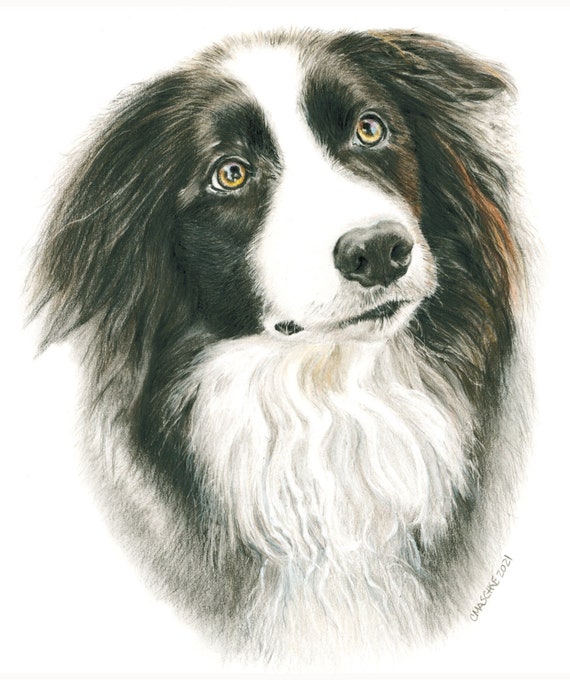 Border Collie, "Spencer". A Colored Pencil pet portrait Giclee Print