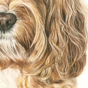 Cockapoo “daisy”. A Colored Pencil Pet Portrait Giclee Print - Etsy