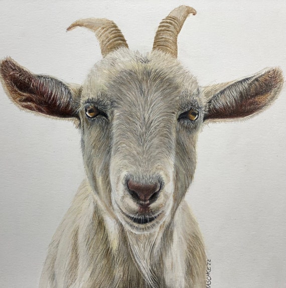 For the love of goats! Giclee print of my original drawing done with colored pencils, pastels and ink.Matted, ready to frame and gift ready!