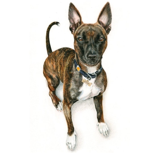 Hound mix - "Layla" a Colored Pencil Pet Portrait Print