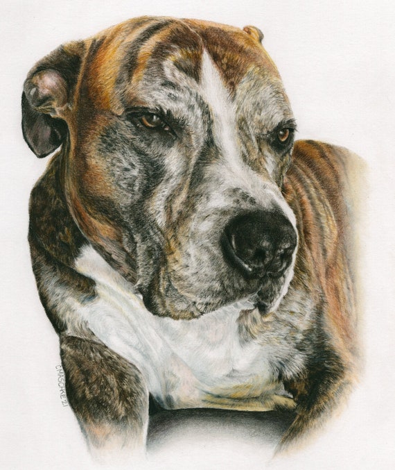 Brindle American Pitbull Terrier, "Romeo" a Colored Pencil Pet Portrait Giclee Print