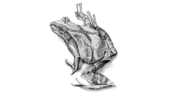 Spring Peepers.  Giclee print of an original Graphite pencil drawing.  Matted, ready to frame and gift ready!