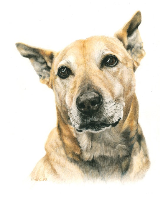 Lab mix - "Hagar" a Colored Pencil Pet Portrait Print