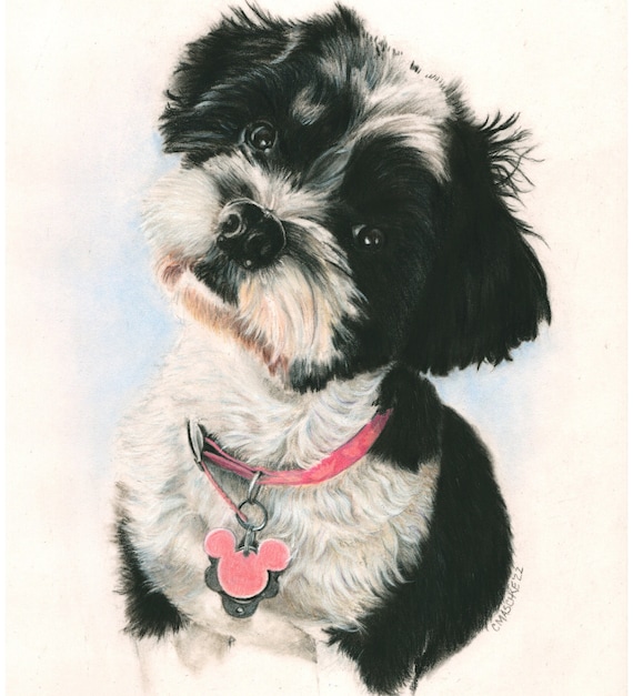 Shih Tzu, “Zoey”, a colored Pencil Pet Portrait Giclee Print