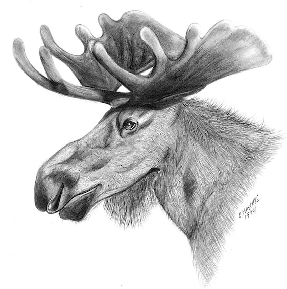 Moose graphite drawing. Giclee art print of my original pencil drawing