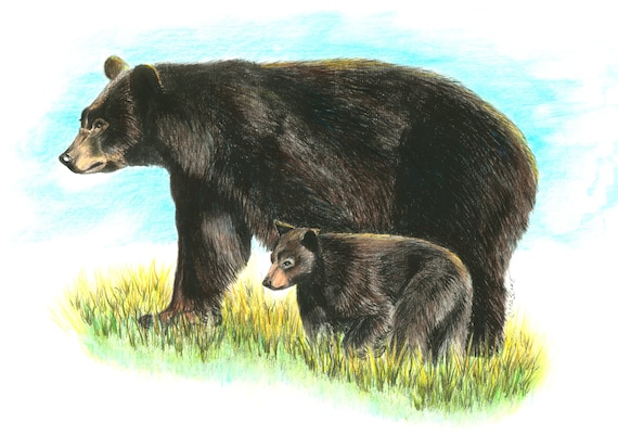 Bears. Giclee print of my original drawing