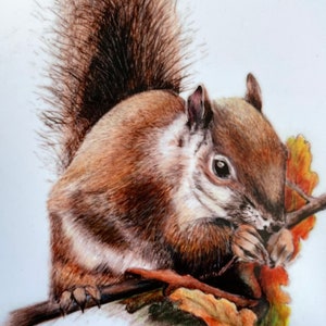 May include: A brown squirrel with a bushy tail sits on a branch with autumn leaves. The squirrel is eating a nut.