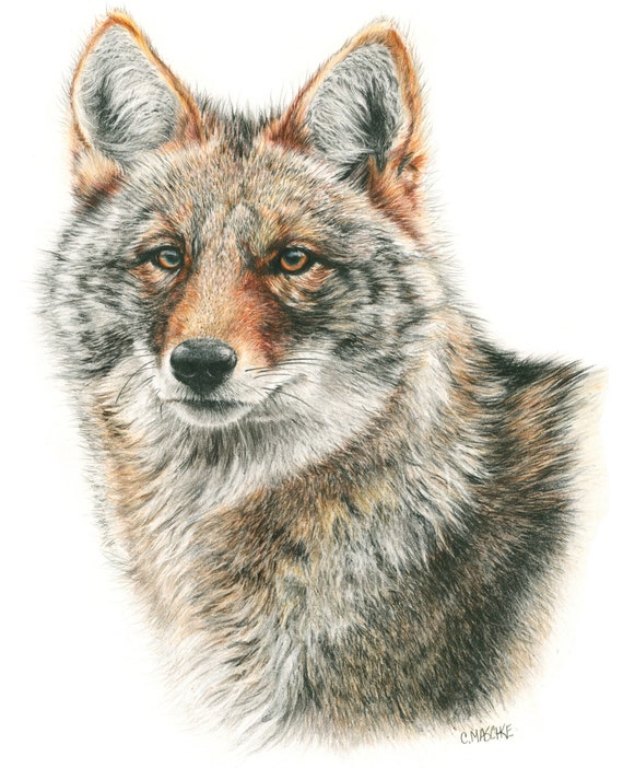 Coyote. A Colored Pencil Drawing Giclee Print.