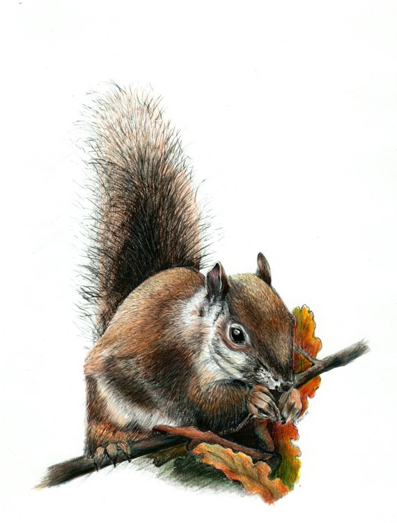 Watercolored Giclee art print of my original drawing "Squirrel"