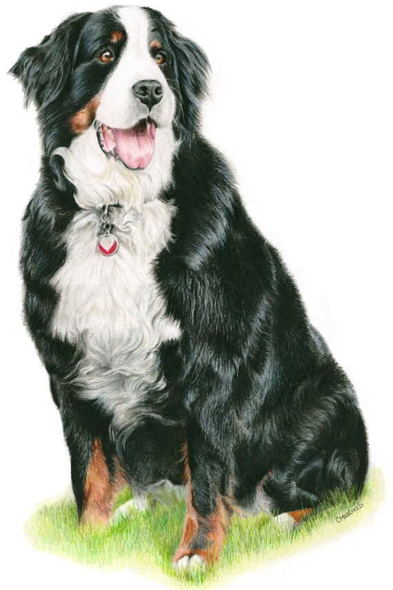 Bernese Mountain Dog, "Amelia". A Colored Pencil Pet Portrait Giclee Print