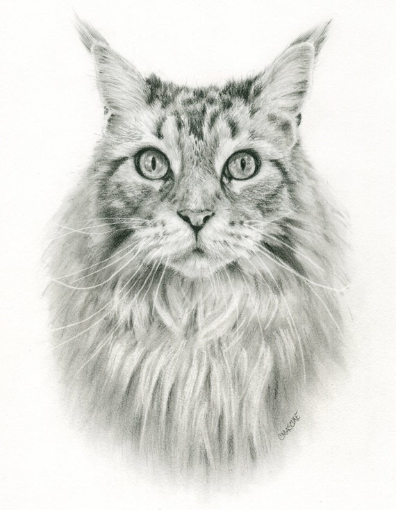 Maine Coon Giclee art print of my original Graphite pencil drawing.  Matted, ready to frame and gift ready!