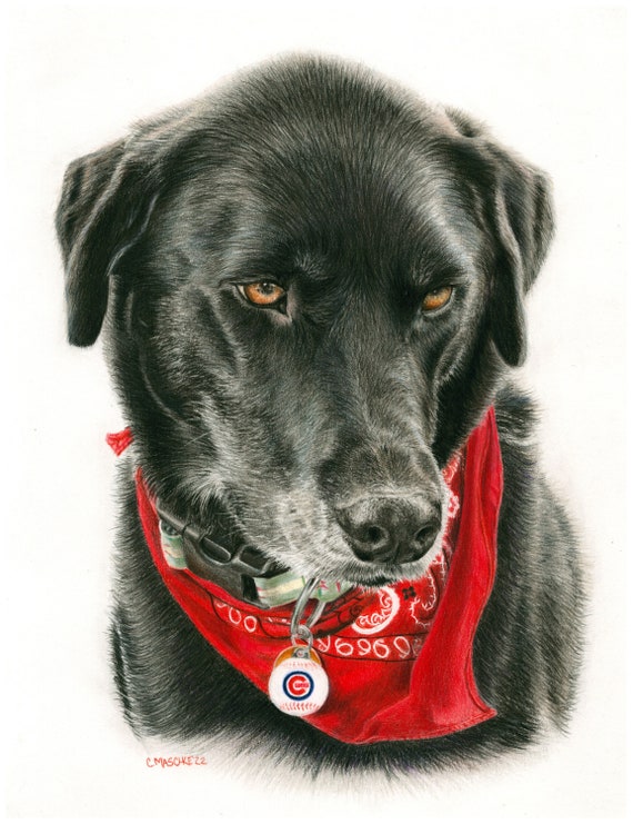 Black Labrador, “Wrigley”. A colored Pencil Pet Portrait Giclee Print