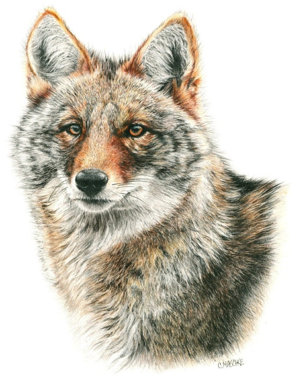 Original hand drawn Colored Pencil Drawing of a Coyote. 16 x 18.5 inch framed