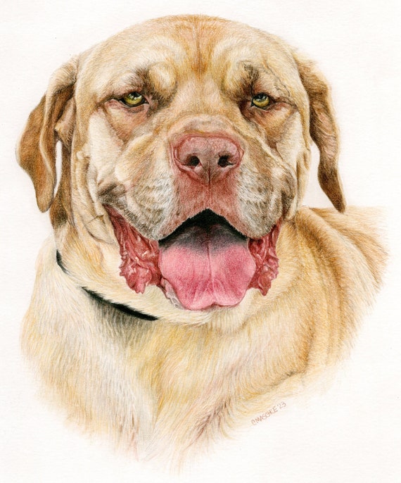 Cane Corso mix - "Jeter" a Colored Pencil Pet Portrait Print