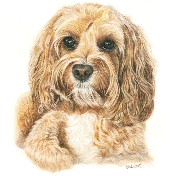 Cockapoo “Daisy”. A colored Pencil Pet Portrait Giclee Print