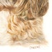 Cockapoo “daisy”. A Colored Pencil Pet Portrait Giclee Print - Etsy