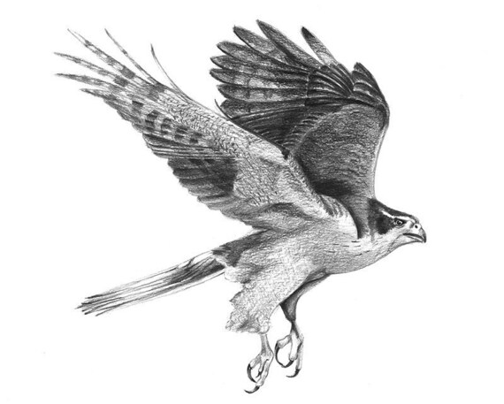 Goshawk.  Giclee print of an original Graphite pencil drawing.  Matted, ready to frame and gift ready!