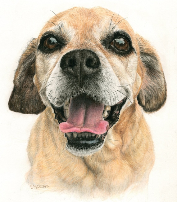 Puggle - "Frodo" a Colored Pencil Pet Portrait Print