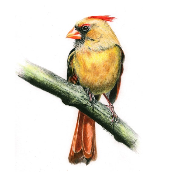 Original Art Colored Pencil Drawing "Mrs. Cardinal".  Matted, ready to frame and gift ready!