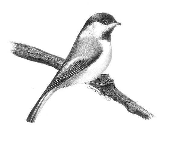 Chickadee. Giclee print of an original Graphite pencil drawing. Matted, ready to frame and gift ready!