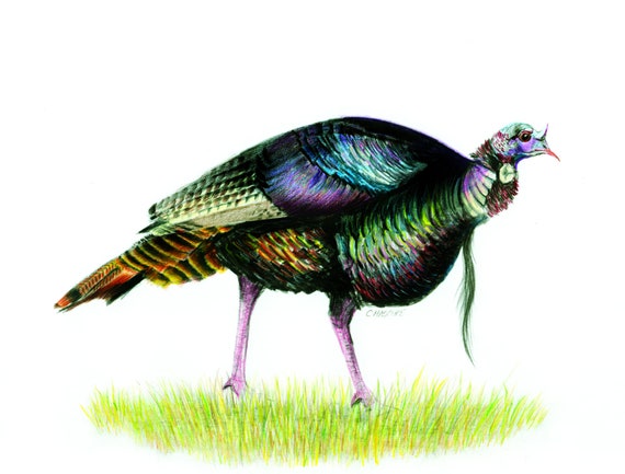 Wild Turkey.  A print of my original drawing
