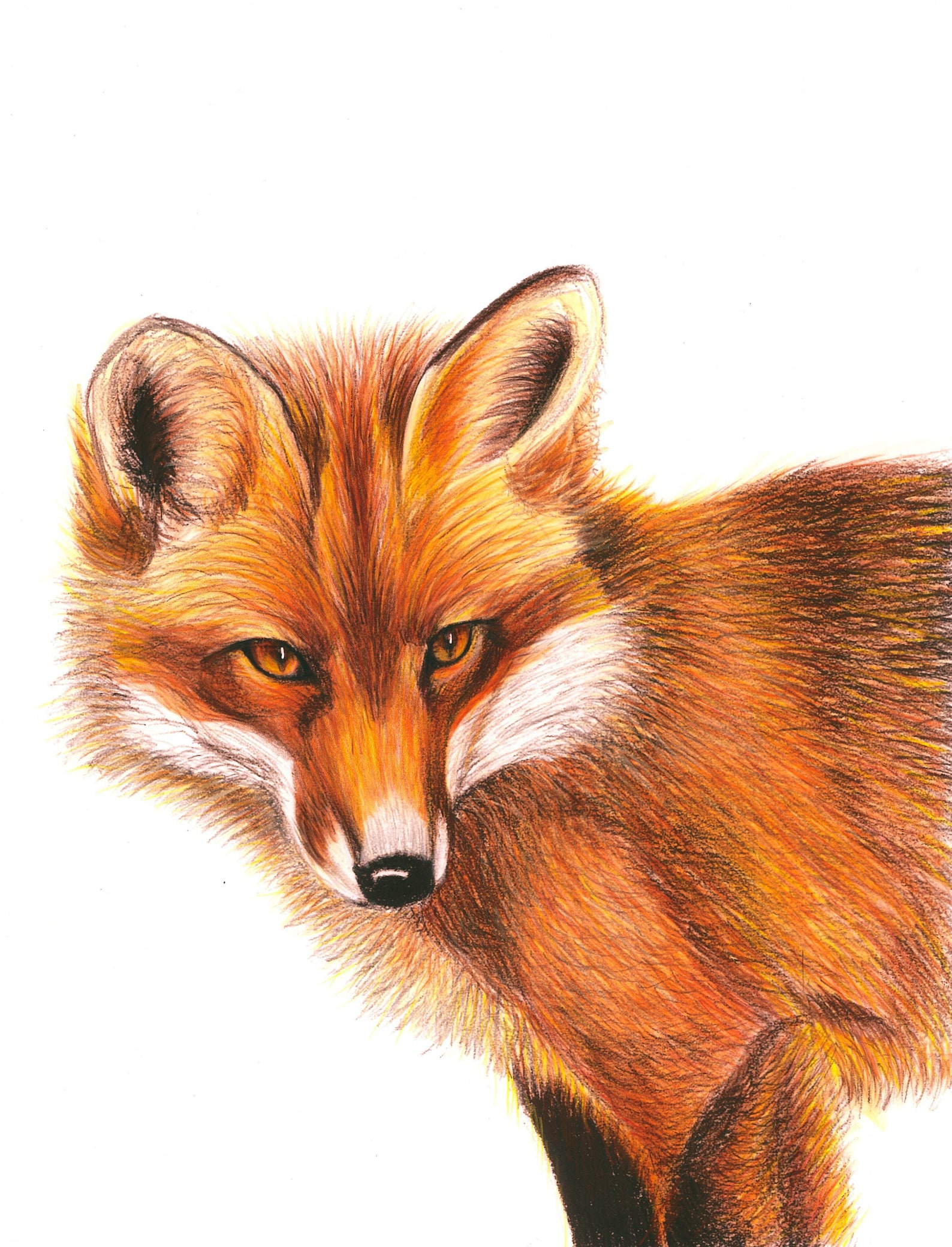 Red Fox Color Pencil Drawing Giclee Print of My Original Drawing Etsy