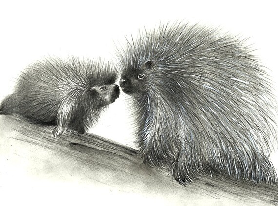 Porcupines. 8.5" x 11" Giclee print of an original Charcoal drawing.  Matted, ready to frame and gift ready!