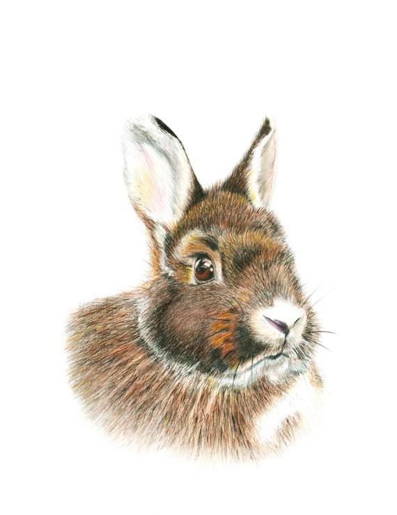 Giclee print of an original drawing "Bunny portrait"