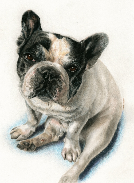 French Bulldog, "Zouzou". A colored pencil pet portrait giclee print