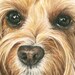 Cockapoo “daisy”. A Colored Pencil Pet Portrait Giclee Print - Etsy
