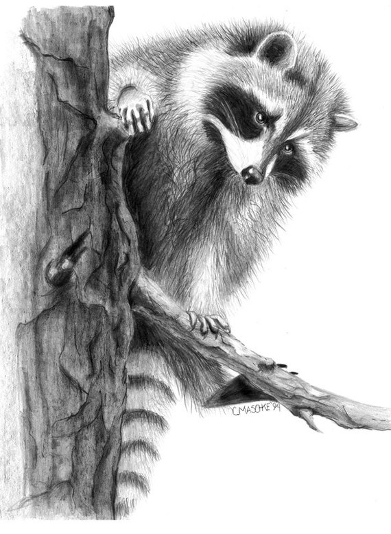 Raccoon Giclee art print of an original Graphite pencil drawing.  Matted, ready to frame and gift ready!