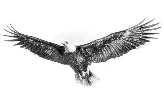 Eagle.  8.5" x 11" Giclee print of an original Graphite pencil drawing.  Matted, ready to frame and gift ready!