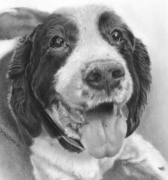 Springer Spaniel, Oreo. A Graphite pencil pet portrait giclee print.