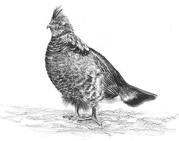 Grouse . 8.5" x 11" Giclee print of an original Pencil drawing