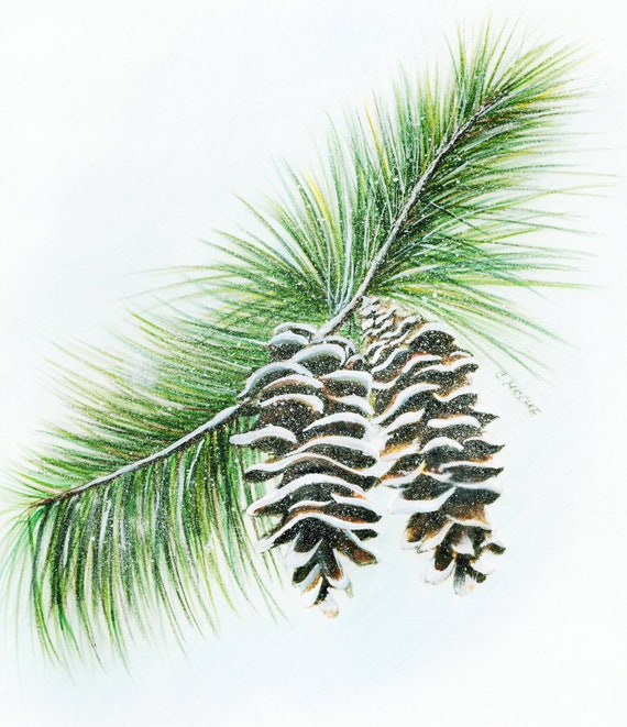 Giclee print of an original drawing "Pine cones in snow"