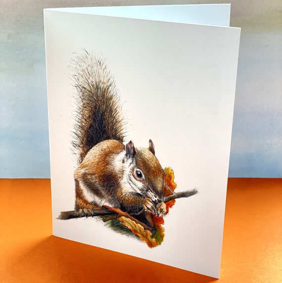 Squirrel Card pack of 6