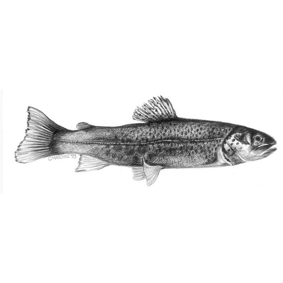 Brown Trout. Giclee art print of an original Graphite pencil drawing