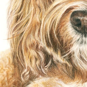 Cockapoo “daisy”. A Colored Pencil Pet Portrait Giclee Print - Etsy