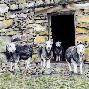 Art Print: "Herdwick barn" - A4 sheep print, wall art, sheep painting, Herdwick sheep, animal print, Cumbria, from a painting by Dave Marsh