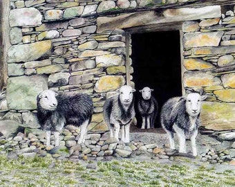 Art Print: "Herdwick barn" - A4 sheep print, wall art, sheep painting, Herdwick sheep, animal print, Cumbria, from a painting by Dave Marsh