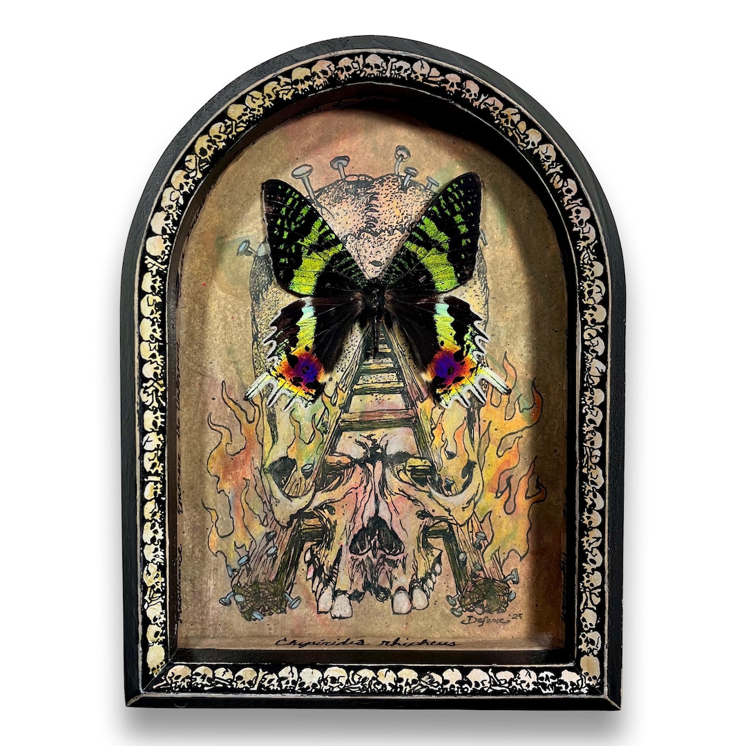 Initiation by Flame–gothic Shadow Box With Real Sunset Moth, Hand ...