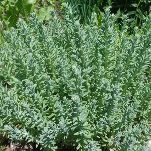Blue Spruce Sedum - 20 cuttings