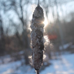 May include: A close-up of a brown, fuzzy cattail with a white, fluffy top. The cattail is backlit by the sun, creating a halo effect.