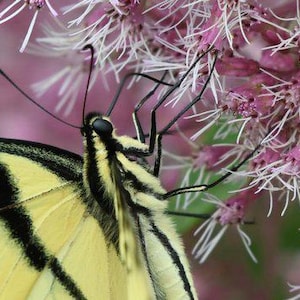 May include: A yellow and black swallowtail butterfly with its wings spread wide, feeding on pink and white flowers.