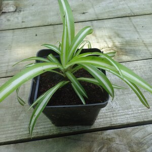 Variegated Spider Plant