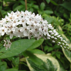 May include: Close-up of a white flower cluster with small, star-shaped petals. The flower is in full bloom, with a long, tapering stem of unopened buds. The background is a mix of green foliage.