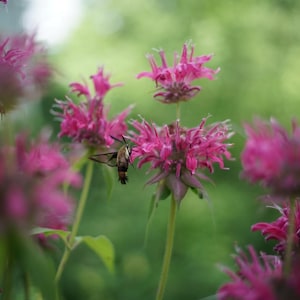 May include: A hummingbird moth with brown and white wings hovers near pink flowers. The flowers have delicate petals and are in full bloom.