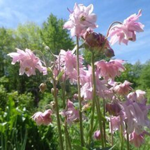 Homestead Columbine- Plant, Bare Root