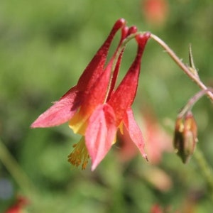 American Columbine